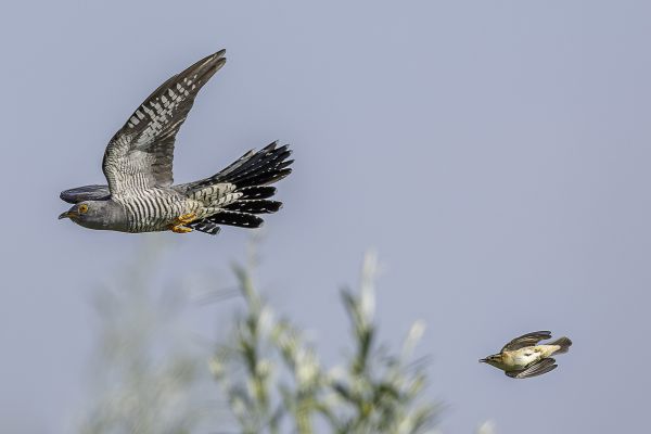Common Cuckoo