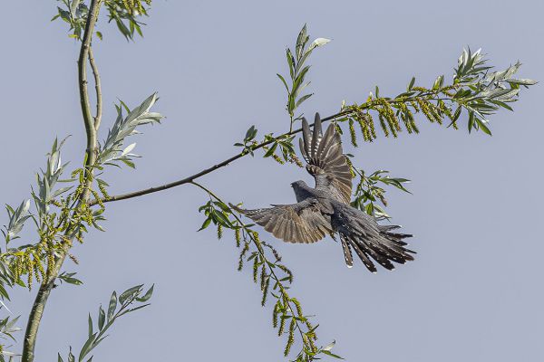 Common Cuckoo