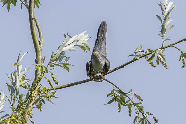 Common Cuckoo