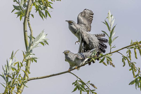 Common Cuckoo