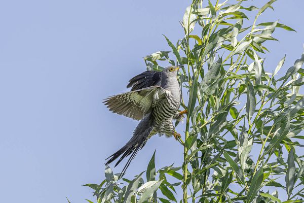 Common Cuckoo