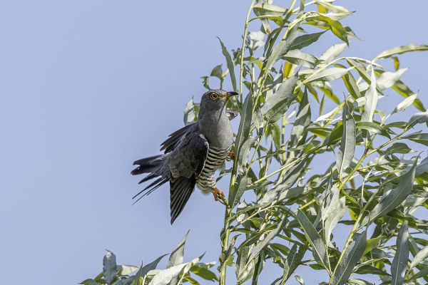 Common Cuckoo