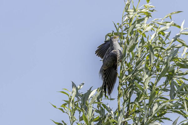 Common Cuckoo