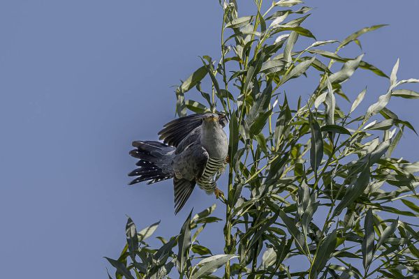 Common Cuckoo
