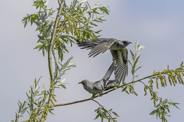 Common Cuckoo