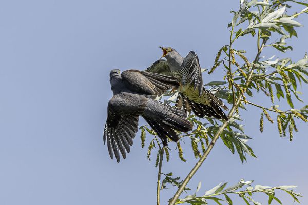 Common Cuckoo