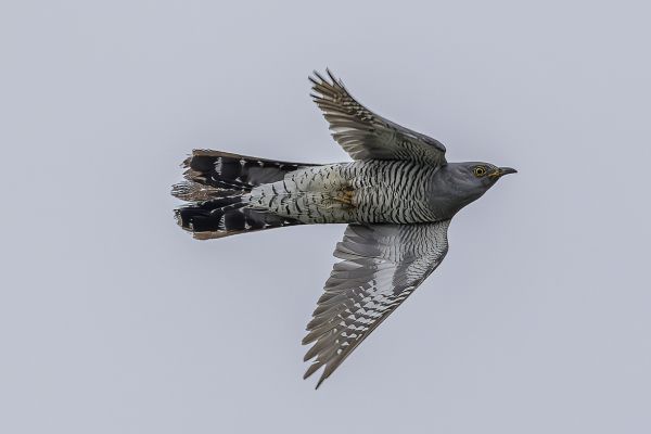 Common Cuckoo