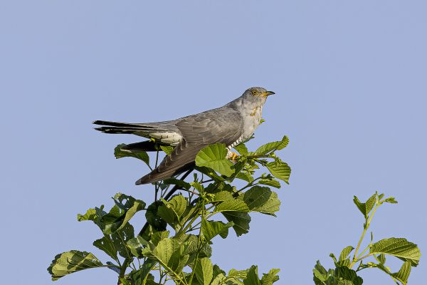 Common Cuckoo