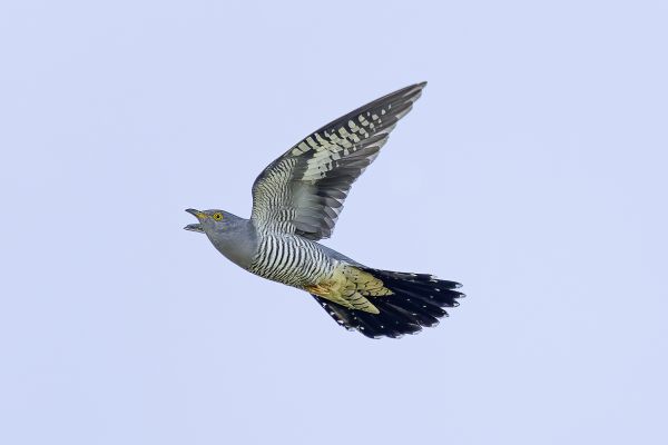 Common Cuckoo