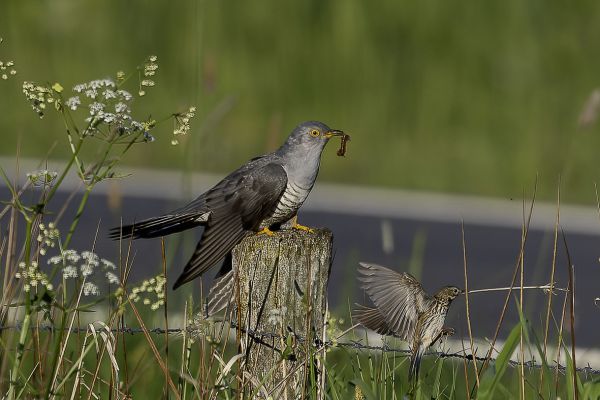 Common Cuckoo