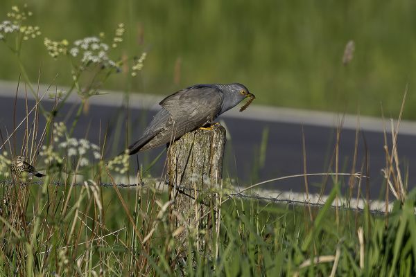 Common Cuckoo