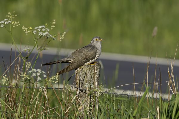 Common Cuckoo