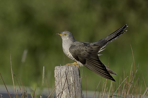 Common Cuckoo