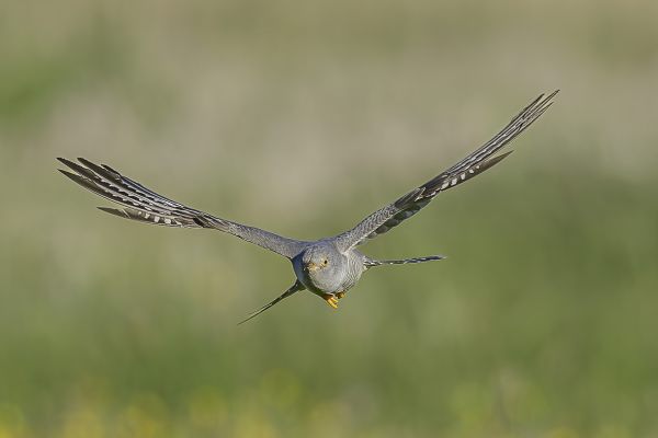 Common Cuckoo