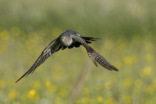 Common Cuckoo