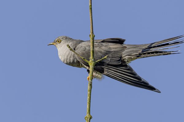 Common Cuckoo