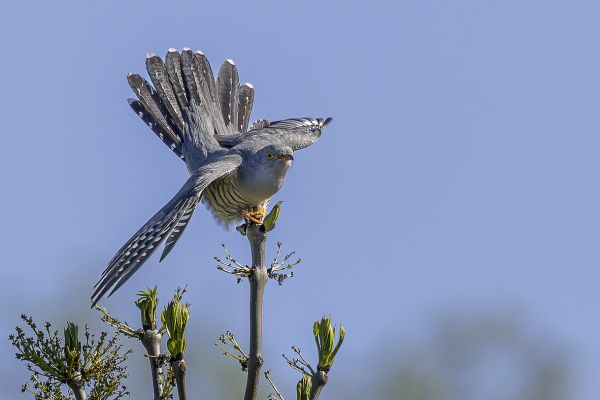 Common Cuckoo
