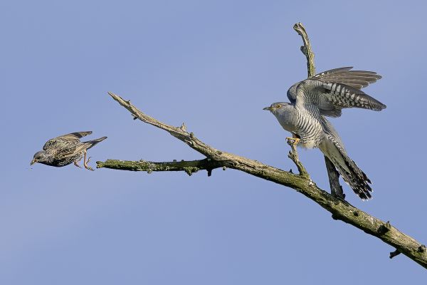 Common Cuckoo
