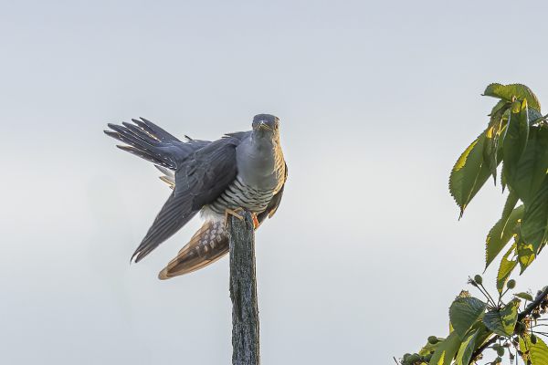 Common Cuckoo