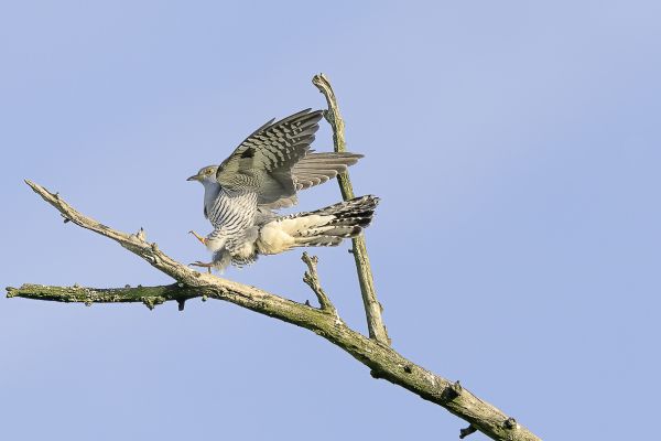 Common Cuckoo