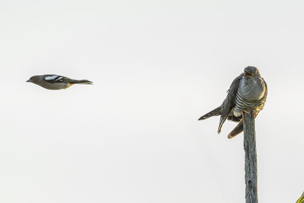 Common Cuckoo