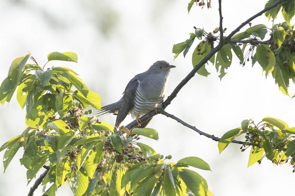 Common Cuckoo