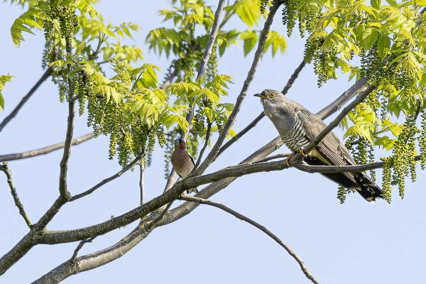 Common Cuckoo