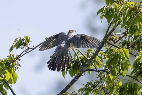 Common Cuckoo