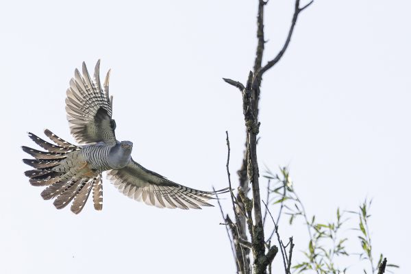 Common Cuckoo