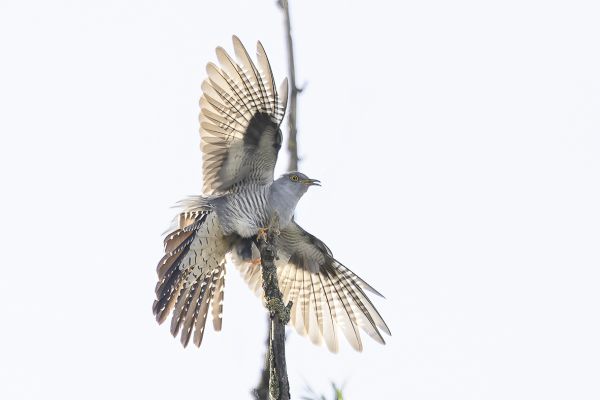 Common Cuckoo
