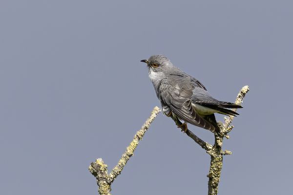 Common Cuckoo