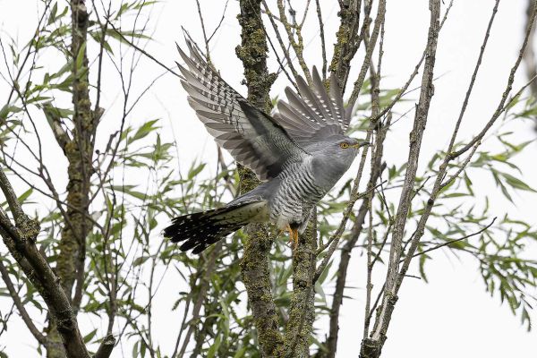 Common Cuckoo