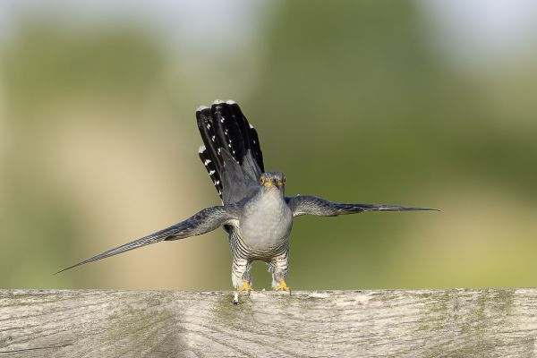 Common Cuckoo