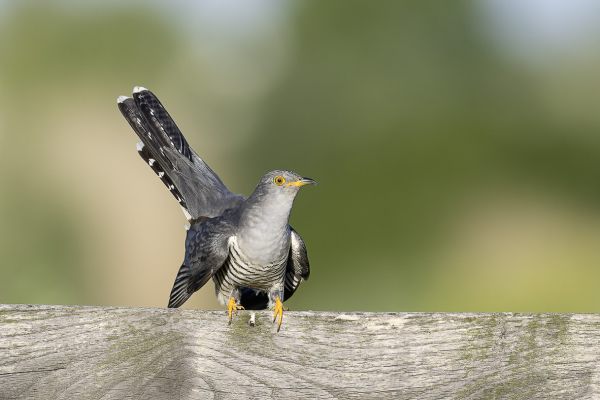 Common Cuckoo