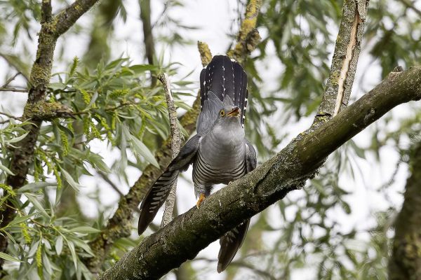Common Cuckoo
