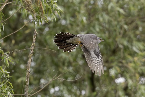 Common Cuckoo