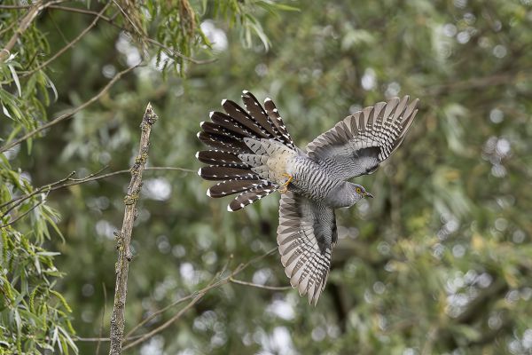 Common Cuckoo