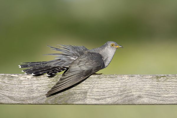 Common Cuckoo