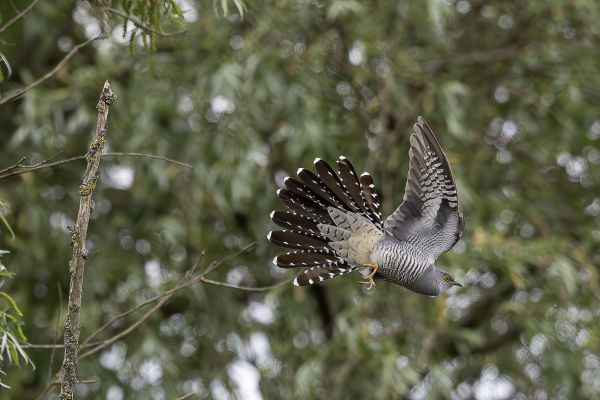 Common Cuckoo