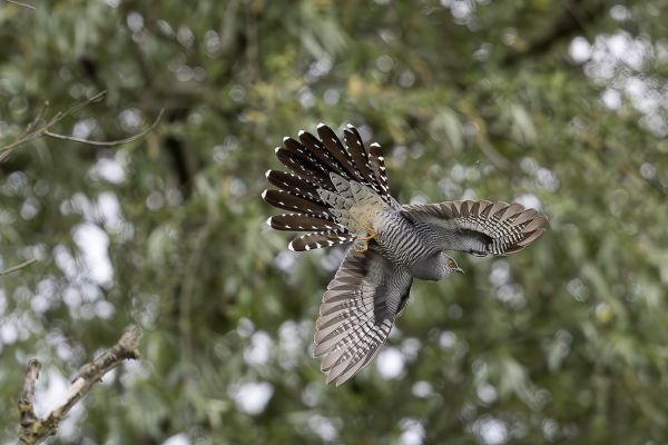Common Cuckoo
