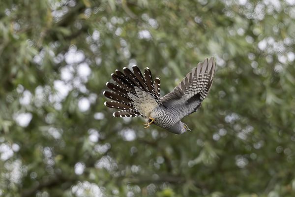 Common Cuckoo
