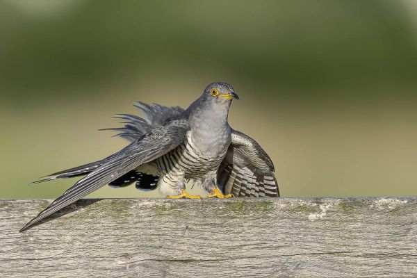 Common Cuckoo