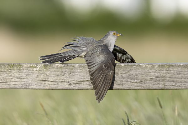 Common Cuckoo
