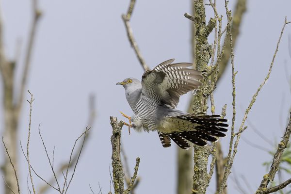 Common Cuckoo