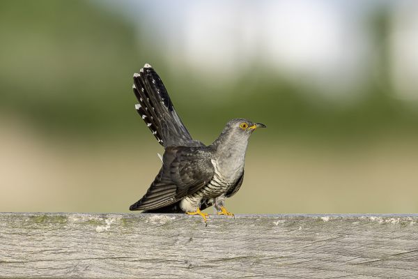 Common Cuckoo
