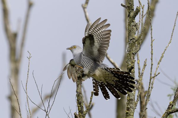 Common Cuckoo