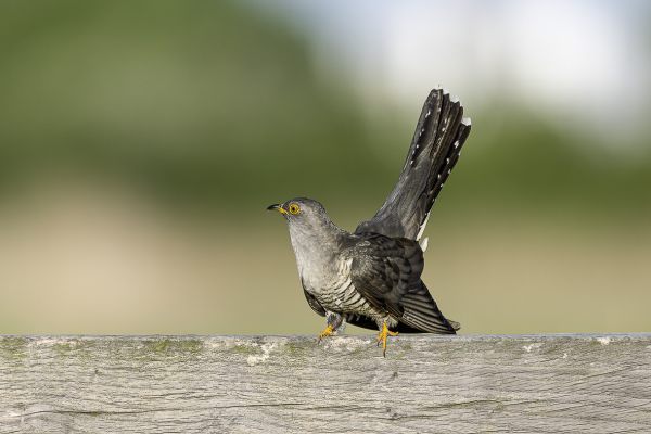 Common Cuckoo
