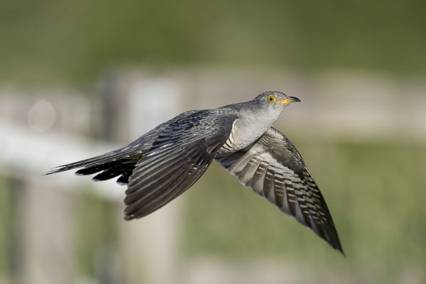 Common Cuckoo