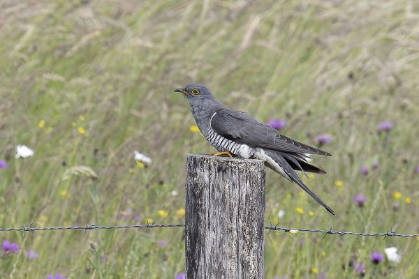 Common Cuckoo