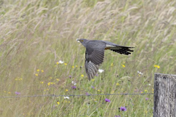 Common Cuckoo